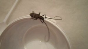 Дрессировка. Как тренировать жука? )))