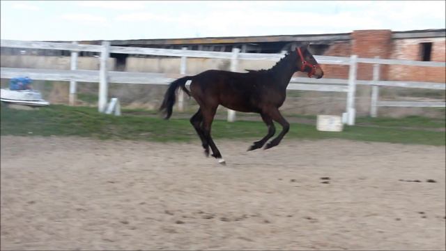 Персивальд (Добромир ХХ - Потеха)