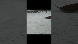 натаска ягдтерьера демон