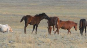 Вечерний табун лошадей.
