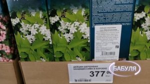 РАССАДА ЦВЕТОВ, ОВОЩЕЙ, ОБИЛИЕ САЖЕНЦЕВ... И ВСЕ ЭТО В ЛЕРУА МЕРЛЕН