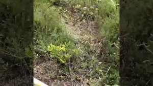 Лучший диск для триммера со складными 6-ти ножами.