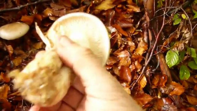 001 CLITO'CYBE nebularis o... смотреть онлайн