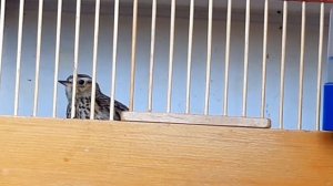 Лесной жаворонок (юла)