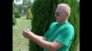 спортивные  голуби