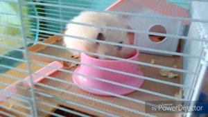 ~ Как приручить хомяка? ~ | Почему хомяк кусается? | Как правильно брать хомячка? |