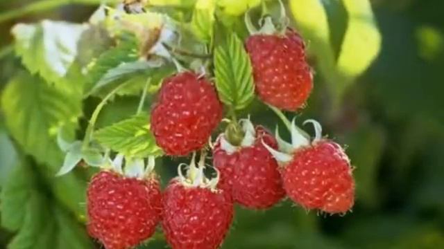 #Счастливого дня, дорогие!!! смотреть онлайн