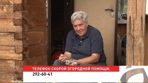 Голова садовая - Польза чеснока
