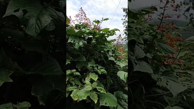 #clerodendrum paniculatum#shemasundar #pagodaflower