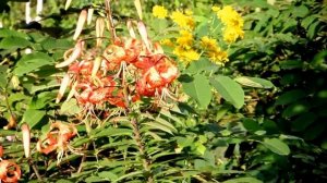 Красивые цветы на даче 2016 (фото цветов)