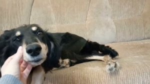 Салюки - взрослый игривый щеночек. Персидская борзая