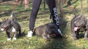 BEST AMERICAN BULLY POCKET 2020