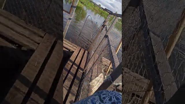 рыбалка в кокино.вечерний запуск осетра.21.05.21 смотреть онлайн