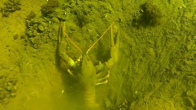 раки дерутся =)) смотреть онлайн