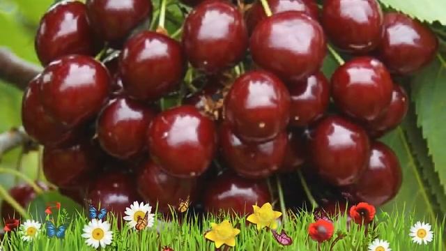 Черешня средний Ревна ? Обзор: посадка и уход. саженцы, крупномеры черешни: описание и особенности