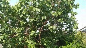 Абрикос в Сибири! Собираем урожай!