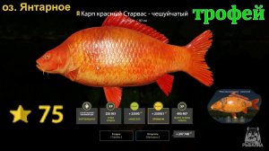 Русская рыбалка 4 / оз. Янтарное / Карп красный Старвас - чешуйчатый (трофей)