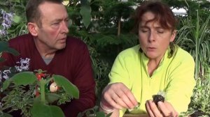 chaine tv de Jardinage :Bouture de plectranthus mona lavender,coleoides variegata,ciliatus sasha