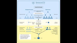 Весь гаметогенез за 3 минуты