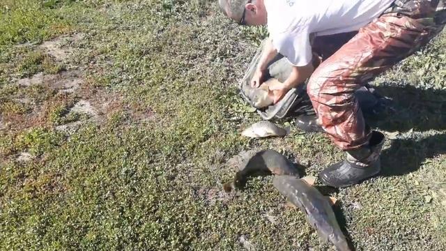 пруд "Черноморец" 16.06.2018 г. Улов рыбака смотреть онлайн