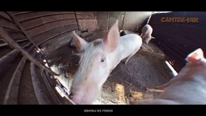рэп про свиней