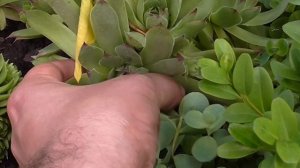 Молодило и каменная роза - размножение - дядя Ваня садовод