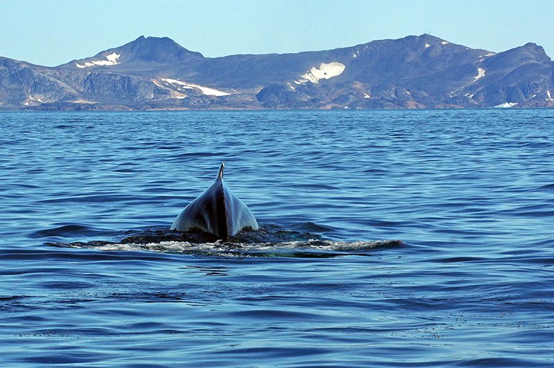 Горбатый кит проглотил туристок у берегов Калифорнии / События на ТВЦ