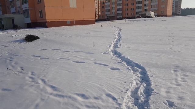 Выгуливаю щенка Джек Рассел Терьер. Сделала все дела и побегала без поводка смотреть онлайн