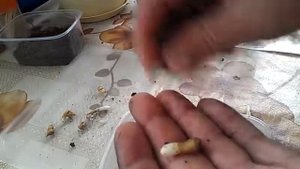 Глориоза из семян.Отправляем клубеньки глориозы на зимний период покоя.