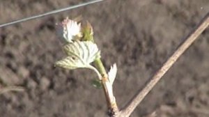 Укрытие винограда от весенних заморозков.[Апрель]