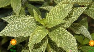 Форзиция корейская Кумсон. Краткий обзор, описание характеристик forsythia x koreana Kumson