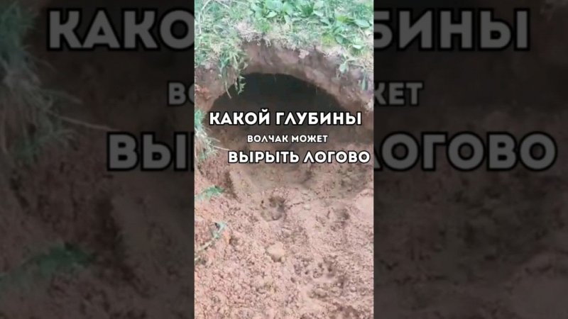 Какой глубины Волчак может вырыть логово?#помощьживотным #собака