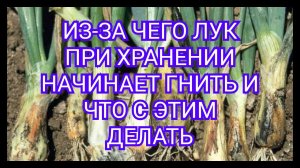 Из-за чего лук при хранении начинает гнить и  что с этим делать