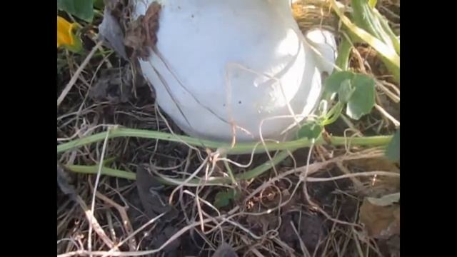 Очень много урожая с одной грядки, совместные посадки овощей