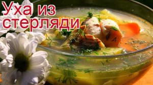 Рецепты из стерляди - как приготовить стерляди пошаговый рецепт - Уха из стерляди за 90-100 минут