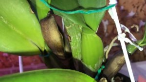 Virus test, orchids. Орхидеи. Тест на вирус. Ссылка в описании.