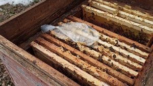 Исправление семьи с отрутневевшей маткой, ранней весной