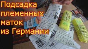 Подсадка племенных маток из Германии