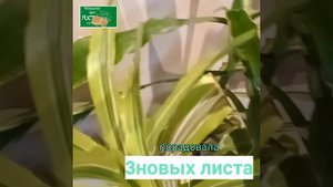 Идеальный грунт для драцены