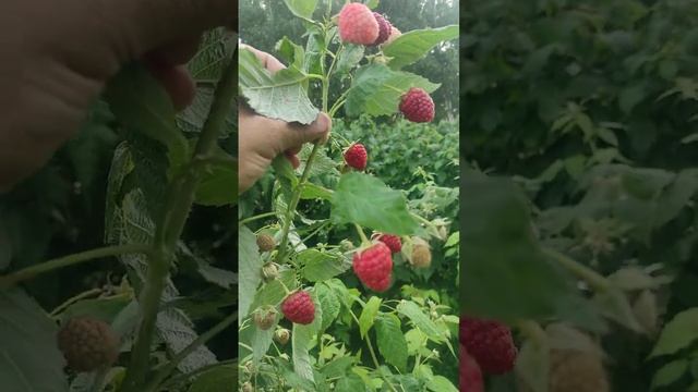 Вкусная малина. Малина Полька на старте. смотреть онлайн