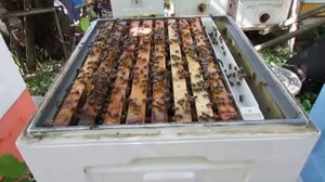 улей Кука, который становится все больше популярным среди пчеловодов - часть 2 - весенние работы