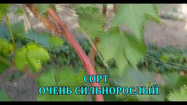 ВИНОГРАД АВАТАР КИШМИШ /GRAPES AVATAR KISHMISH, SAPPHIRE смотреть онлайн