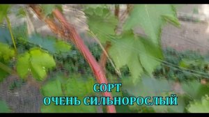 ВИНОГРАД АВАТАР КИШМИШ /GRAPES AVATAR KISHMISH, SAPPHIRE