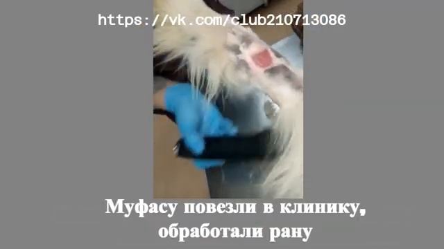 Муфаса - спасли от стаи молодняка. Иначе он бы не выжил! смотреть онлайн