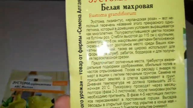 мои эустомы на 2019 год