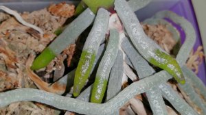 Невероятные КОРНИ !!! Особенности роста корней орхидей.