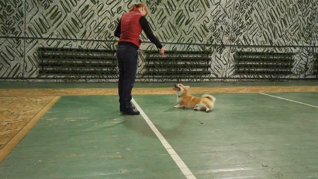 Корги Дождик : замри смотреть онлайн