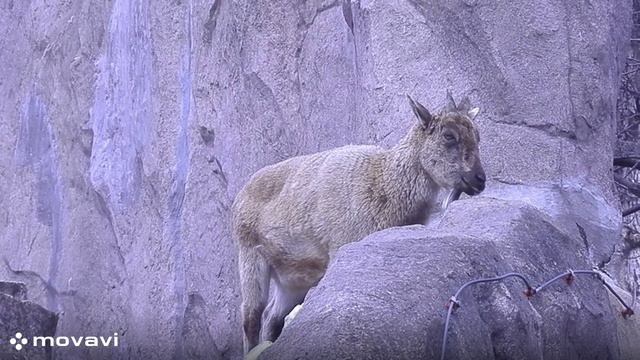 Влог / Московский зоопарк. Горный козел / 8.04.22 год
