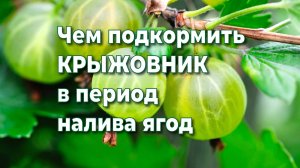 ЧЕМ ПОДКОРМИТЬ КРЫЖОВНИК ВО ВРЕМЯ НАЛИВА ЯГОД,ЧТОБЫ БЫЛИ КРУПНЫМИ И СЛАДКИМИ.