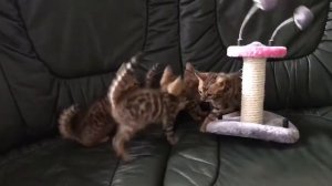 Бенгальские котята 2 месяца